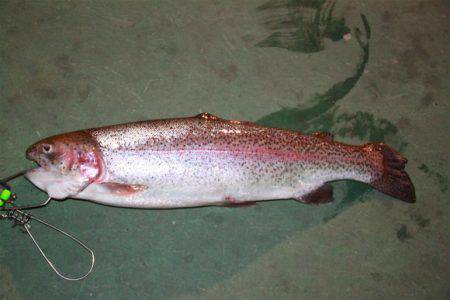 としまえんフィッシングエリア 釣果