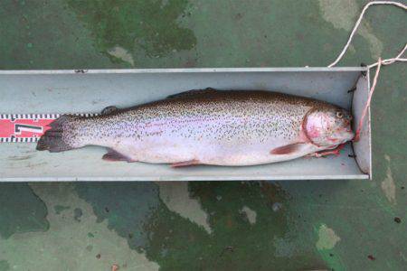 としまえんフィッシングエリア 釣果