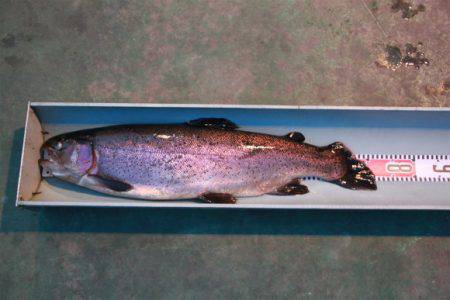 としまえんフィッシングエリア 釣果