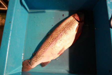 としまえんフィッシングエリア 釣果