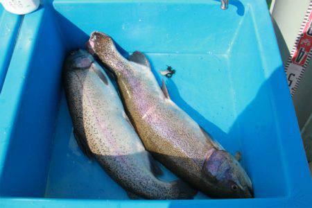 としまえんフィッシングエリア 釣果