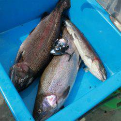 としまえんフィッシングエリア 釣果