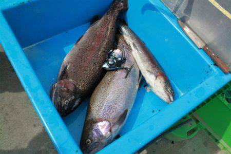 としまえんフィッシングエリア 釣果