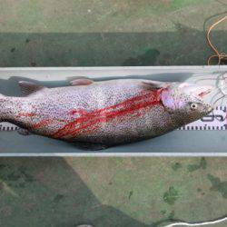 としまえんフィッシングエリア 釣果