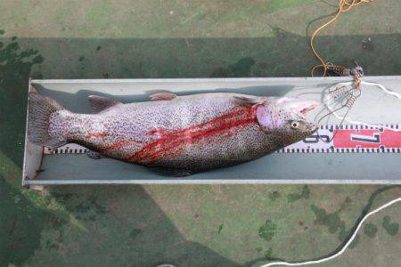 としまえんフィッシングエリア 釣果