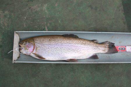 としまえんフィッシングエリア 釣果