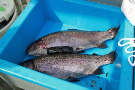 としまえんフィッシングエリア 釣果