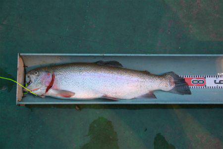 としまえんフィッシングエリア 釣果
