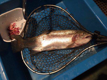 としまえんフィッシングエリア 釣果