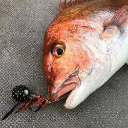 South Current 釣果