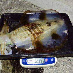 South Current 釣果