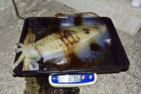 South Current 釣果