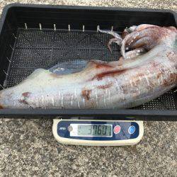 South Current 釣果