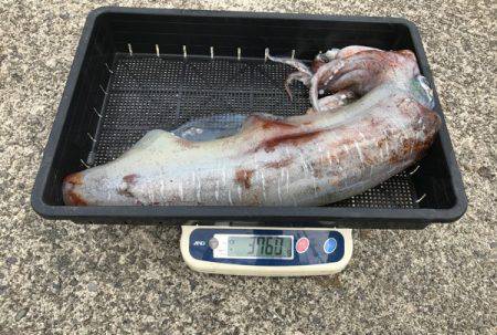 South Current 釣果