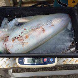 South Current 釣果