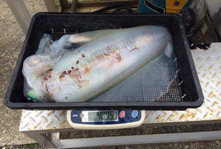 South Current 釣果