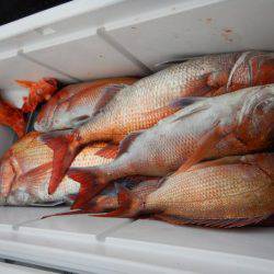 LUSTER『ラスター』 釣果