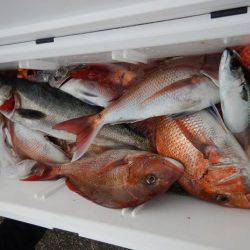 LUSTER『ラスター』 釣果