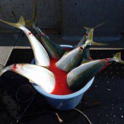 LUSTER『ラスター』 釣果