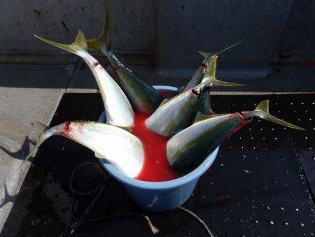 LUSTER『ラスター』 釣果