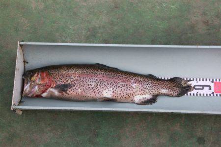 としまえんフィッシングエリア 釣果