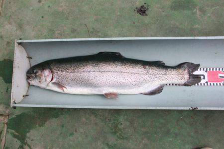 としまえんフィッシングエリア 釣果