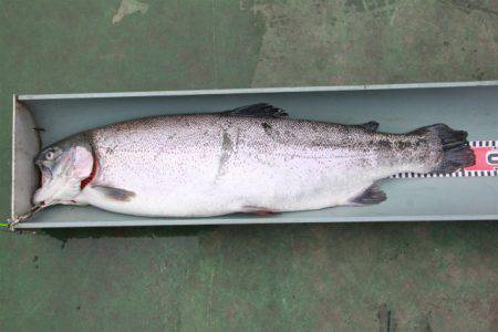 としまえんフィッシングエリア 釣果