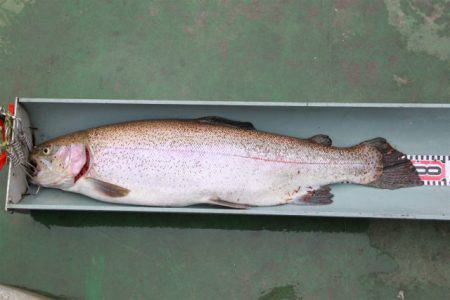 としまえんフィッシングエリア 釣果