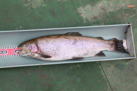 としまえんフィッシングエリア 釣果