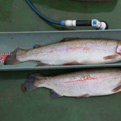 としまえんフィッシングエリア 釣果