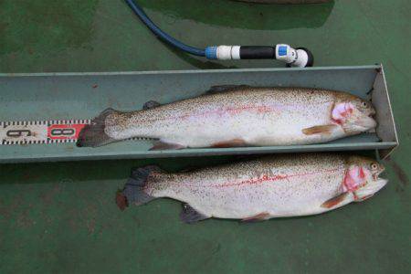 としまえんフィッシングエリア 釣果