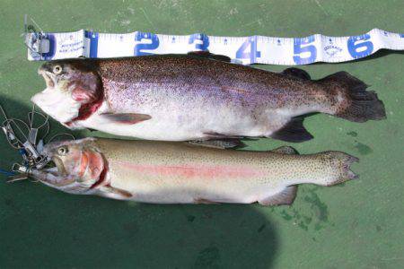 としまえんフィッシングエリア 釣果