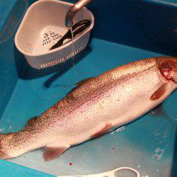 としまえんフィッシングエリア 釣果