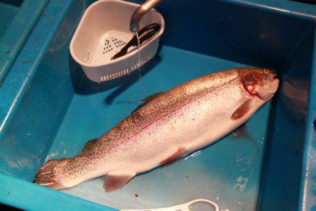 としまえんフィッシングエリア 釣果