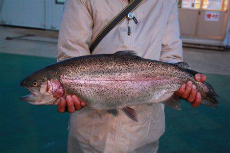 としまえんフィッシングエリア 釣果