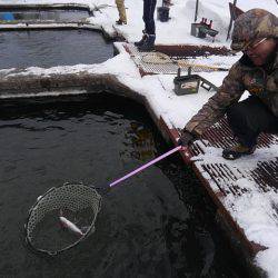 つりぼりあかし 釣果