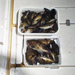 マリンガイド福丸 釣果