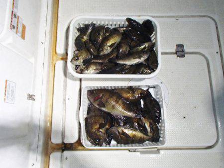 マリンガイド福丸 釣果