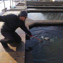 つりぼりあかし 釣果