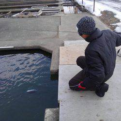 つりぼりあかし 釣果