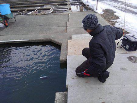 つりぼりあかし 釣果