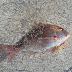 THESEAMAN(ザシーマン) 釣果