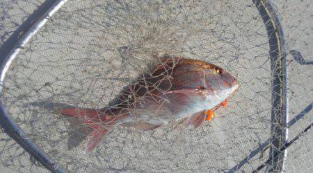 THESEAMAN(ザシーマン) 釣果