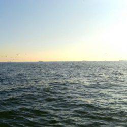 THESEAMAN(ザシーマン) 釣果