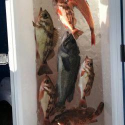 海龍丸（石川） 釣果