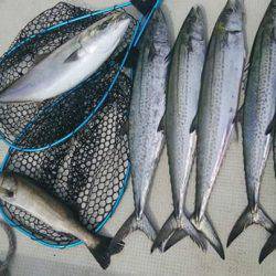 THESEAMAN(ザシーマン) 釣果