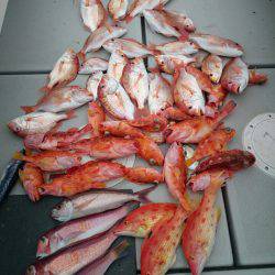 エンペラー 釣果