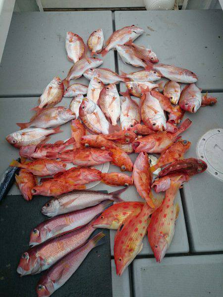 エンペラー 釣果