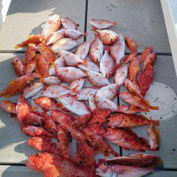 エンペラー 釣果