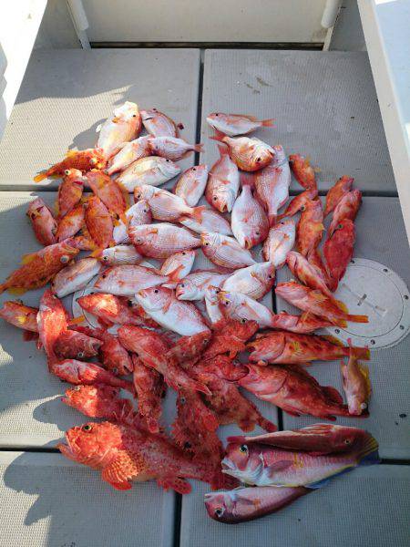 エンペラー 釣果